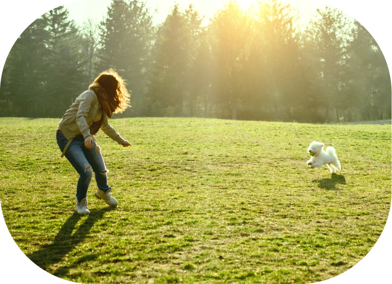 犬 えひめ鬼北 やさしいジビエ