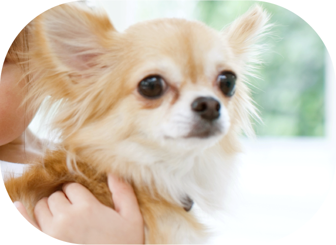 犬 えひめ鬼北 やさしいジビエ