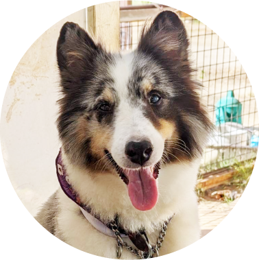 犬 えひめ鬼北 やさしいジビエ