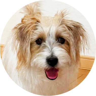 犬 えひめ鬼北 やさしいジビエ