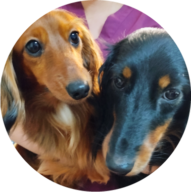 犬 えひめ鬼北 やさしいジビエ