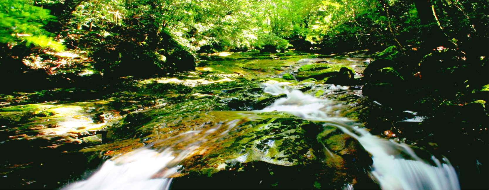 鬼北町 えひめ鬼北 やさしいジビエ