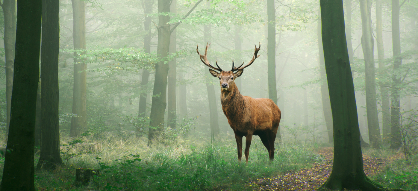 鹿 えひめ鬼北 やさしいジビエ